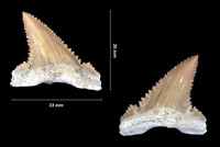 Paleocarcharodon landanensis